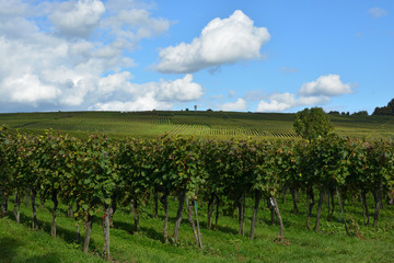 Fototapeta na wymiar Row of Vineyard Grape Vines