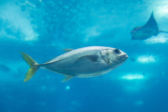 fish in oceanarium in blue depth water
