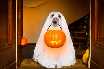 Foto auf Acrylglas Lustiger Hund Halloween Geisterhund Süßes oder Saures