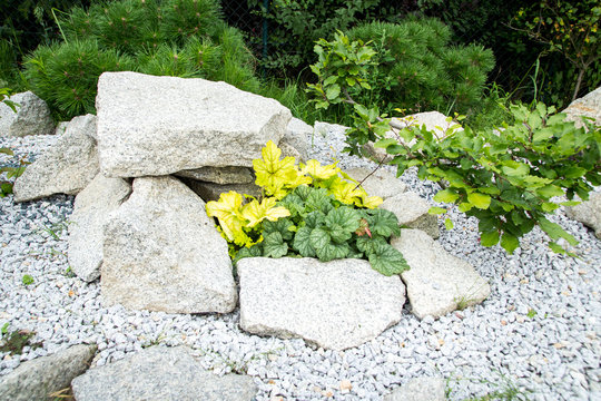 Rockery Heuchera