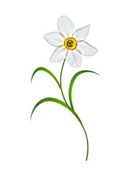 spring flowers narcissus isolated on white background