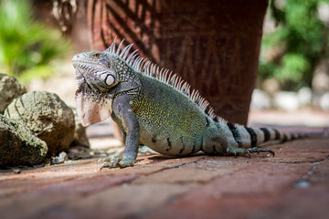 Lizard in the shade on a terras