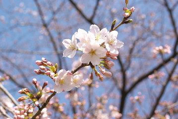 Obraz premium さくら