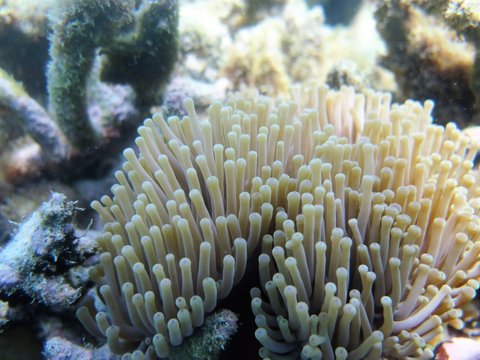 Anemonen