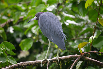 Aigrette dans la mangrove
