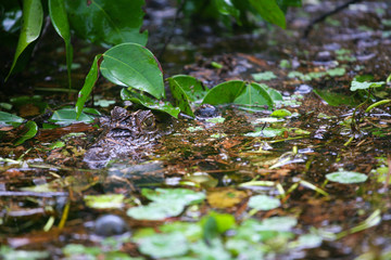 crocodile caché sous des feuilles