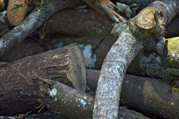 Sawn tree in the forest for timber production