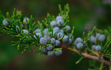 juniper