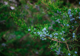 juniper