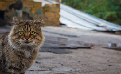 cat in the park