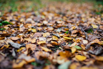 Autumn fallen leaves texture - selective focus