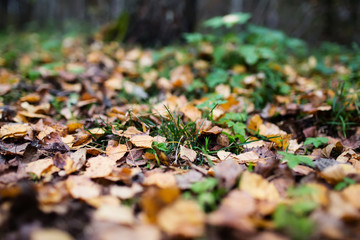 Autumn fallen leaves texture - selective focus