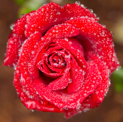 Wet Red Rose Flower
