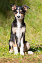 Border Collie Welpe