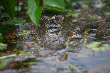 crocodile caché sous des feuilles