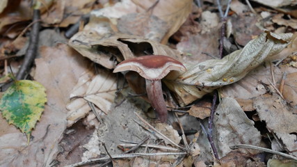 mushroom on forest soil