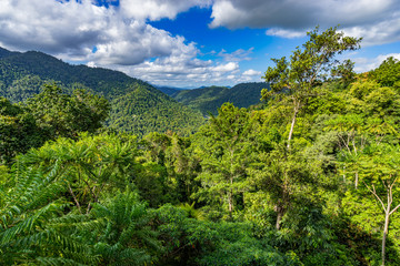 Fototapeta na wymiar The daintree rainforest Queensland