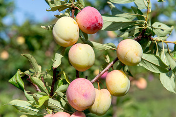Plum Orchard. Summer garden fruits. Ripe plums on the tree. Harvest plums. Yellow plums in the garden on a sunny day. Branch with ripe plums and leaves.
