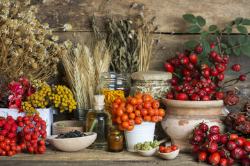 Medicinal plants and herbs composition: Dog rose, bunch branch Rosehips, types Rosa canina hips,...