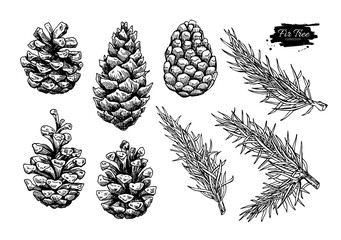 Pine cone and fir tree set. Botanical hand drawn vector illustra - obrazy, fototapety, plakaty