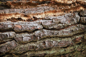 Wooden texture