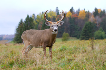 Naklejka na ściany i meble White-tailed deer buck in a autumn meadow