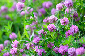 Clover Flowers in the field background