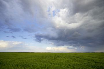 Fototapeta premium Campo de cereal en Viñuelas, Guadalajara, junio de 2016