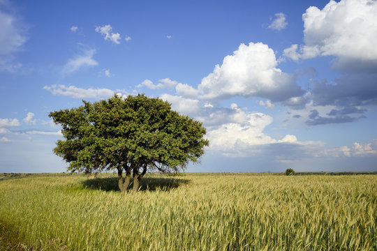 Campo de cereal en Vi&ntilde;uelas, Guadalajara, junio de 2016