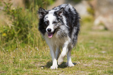 Border Collie