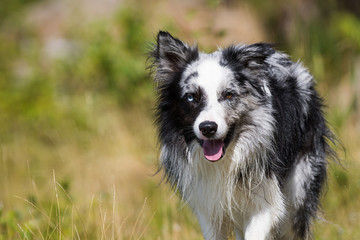 Border Collie