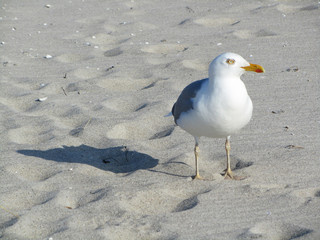 Möwe
