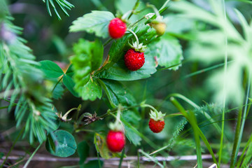 wild strawberry, sweet, juicy, berry, delicious, summer