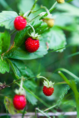 wild strawberry, sweet, juicy, berry, delicious, summer