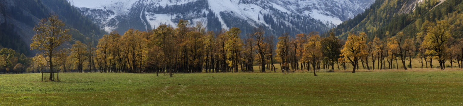 Fototapeta Maple forest in the mountains