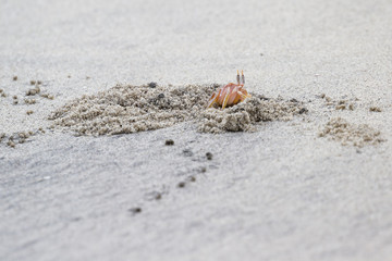 horned ghost crab