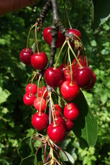 Red Cherries