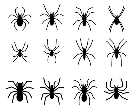 Set of spider silhouette icon and symbol