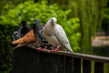 Pigeons in the park