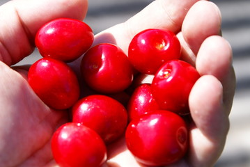 Red Cherries