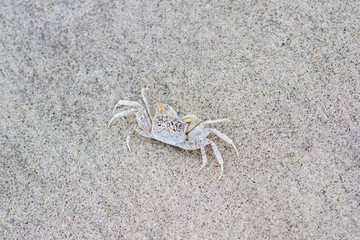 horned ghost crab
