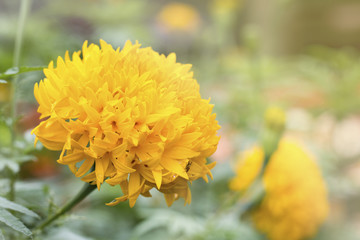 yellow flower from garden,yellow flower is marigold , make to the garland