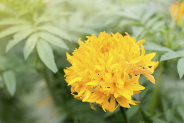 yellow flower from garden,yellow flower is marigold , make to the garland