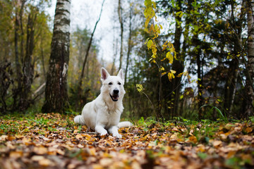 Naklejka na ściany i meble White Swiss shepherd dog in autumn forest