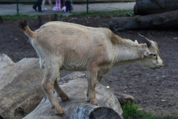 Fototapeta premium Goat