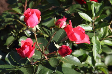 Garden rose