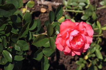 Garden rose