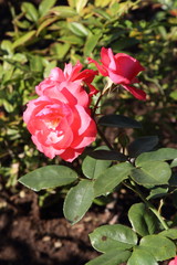 Garden rose