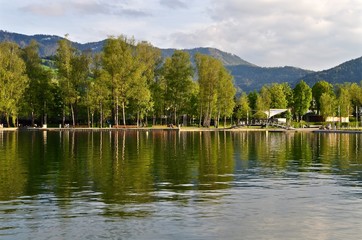 Fototapeta premium Birkenwald am Ägerisee im Abendlicht, Gemeinde Unterägeri im Kanton Zug, Schweiz