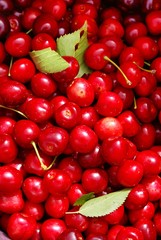 Red cherries on the tree